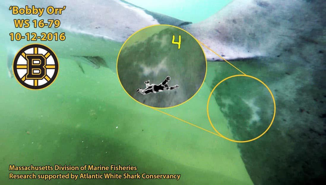 MA Sharks 🦈 (@ma_sharks) on Twitter photo Happy Birthday to <a href="/RealBobbyOrr/">Real Bobby Orr</a> !
We have a white shark named after him. It’s tail markings made it pretty clear there was only one obvious name for this shark. Can you see it? #BobbyOrr Happy Birthday to <a href="/RealBobbyOrr/">Real Bobby Orr</a> !
We have a white shark named after him. It’s tail markings made it pretty clear there was only one obvious name for this shark. Can you see it? #BobbyOrr