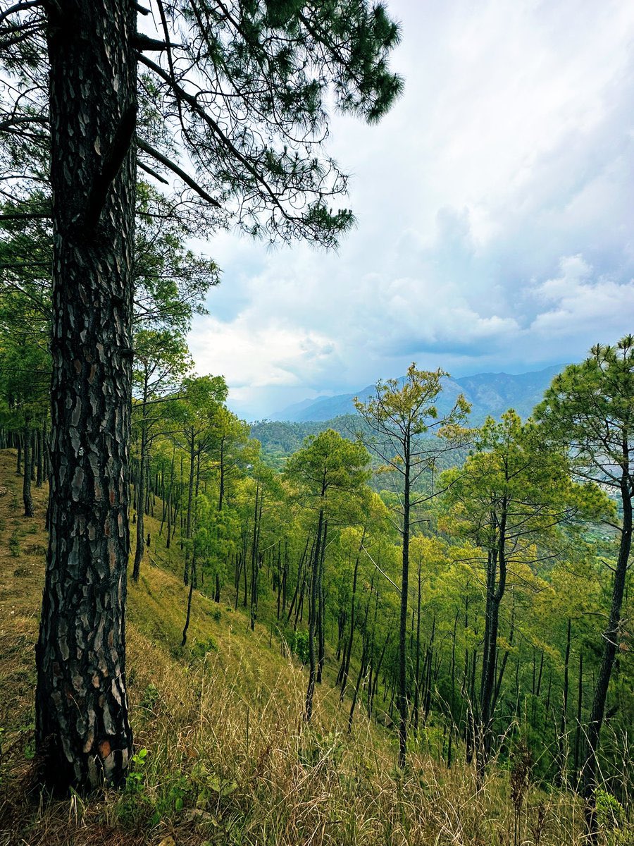 The UN in 2012 decided to celebrate 21st March as International Day of Forests. The purpose was to raise awareness regarding importance of all types of forests. 

Can you guess how many types of forests India has? 

6 Major types which are further divided into 16 groups.