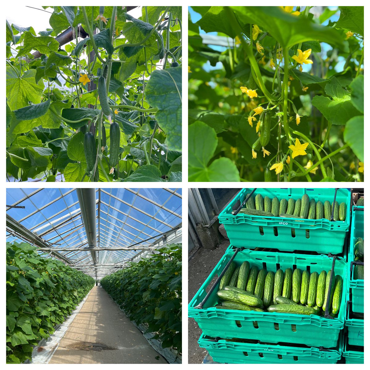 Baby Snack Cucumbers in the Spring Sunshine, growing in England &amp; in shops now.

#Cucumber #spring #SpringEquinox #Backbritishfarming