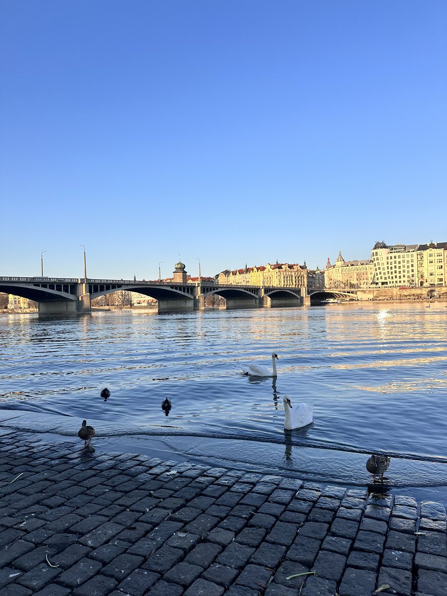 evcawolfCZ's tweet image. Greetings from Prague💙

Where are you from?