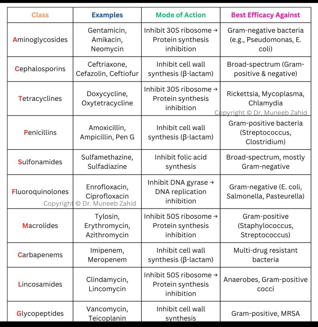 📑 Summary of Antibiotics 💉