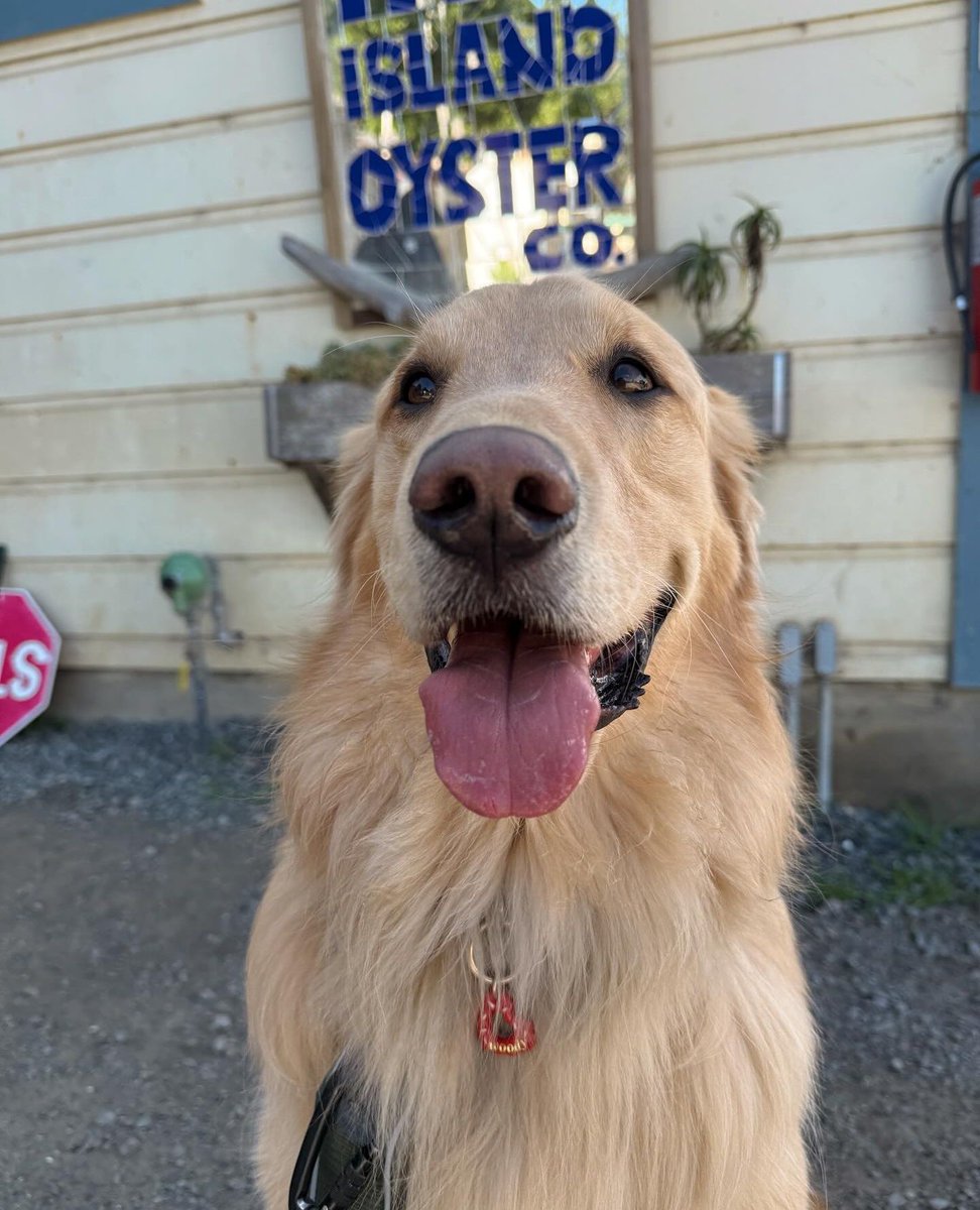 Two things we love at the Boat Oyster Bar: a classic Boat photo op + our dog friendly outdoor space! Come out to the coast, bring your Hog Dogs and feast with us! 📸: @stayadventurouswoody //#HogIslandOysterCo #seafood #dogfriendly