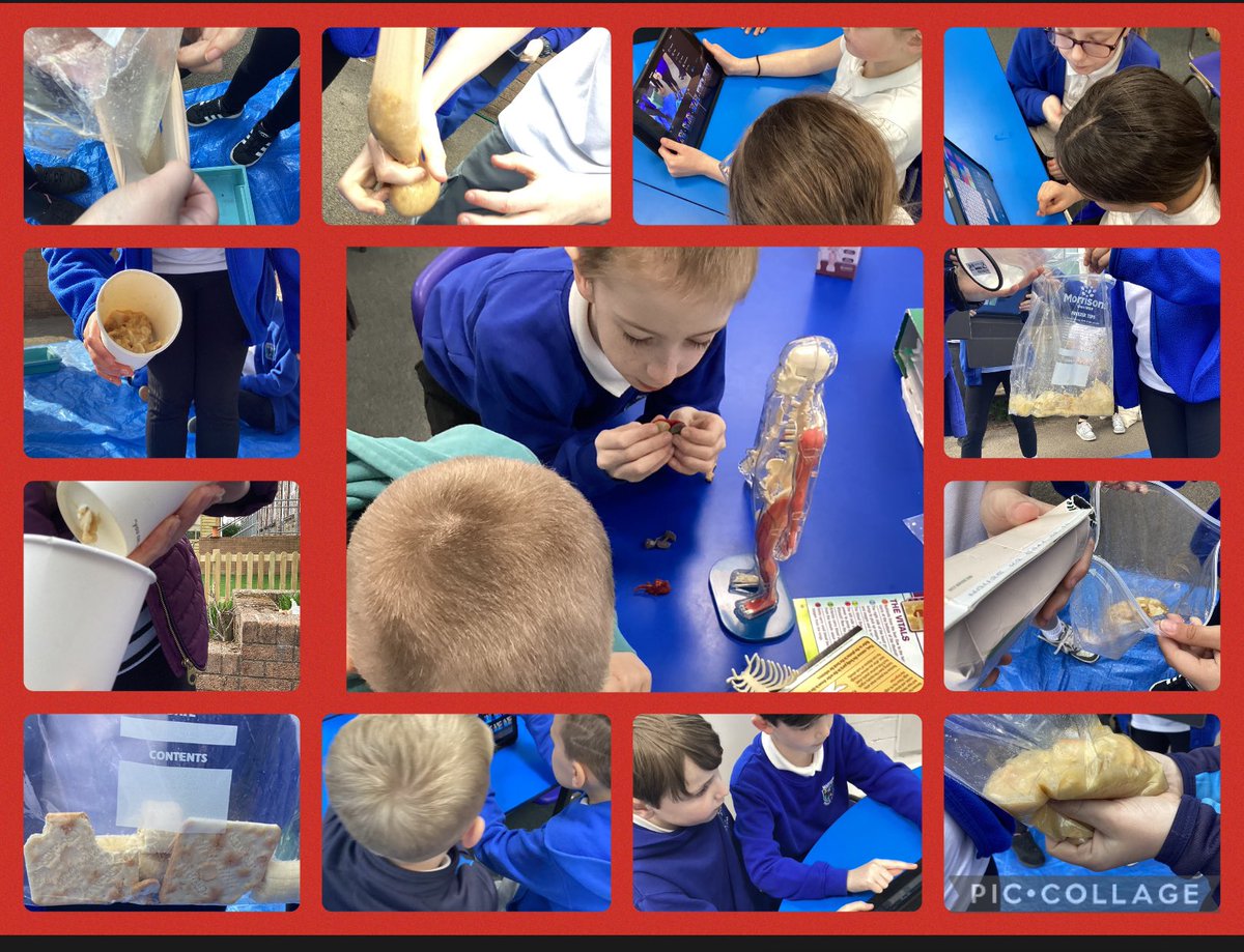 Today we worked as a team to demonstrate how the human digestive system works using a range of items including a pair of tights to represent the small intestine! We began to create videos and iMovies as well scripts so that we can explain, using our oracy and IT skills…..