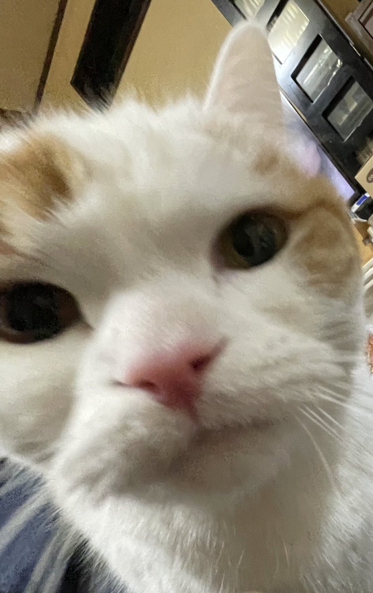 Scottish_9chan's tweet photo. どアップりんちゃん🐱 https://t.co/uwUGFxvpKF