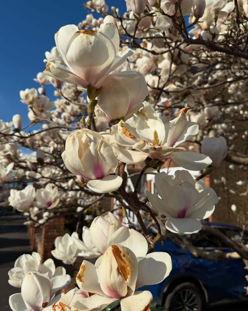 Timothy_Hughes's tweet photo. Magnolia #magnolia #plants #plantsofinstagram #plantsofinsta #shrubs #shrubsofinstagram #blossom #blossom🌸 #blossoms #blossomseason #blossomwatch #spring #springtime #isspringcoming #isspringfinallyhere #london #london🇬🇧 #londonist #londonlife #londoner… https://t.co/4w1xANSjbM https://t.co/WWRlOPGGfU