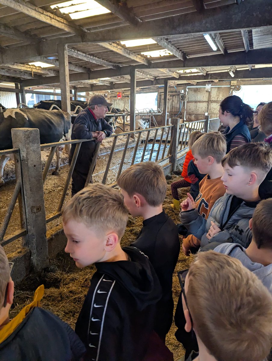 CatherinePrice2's tweet photo. Dosbarth 3 had a fantastic visit to a dairy farm this morning  #farmtofork Thank you so much @EmmaRob70908227 for hosting at Grosmont Wood Farm and to  @CotteswoldDairy for supplying milk to drink, packs to take home, and cream for butter making! @CantrefPrimary https://t.co/vNMy39I8Q0