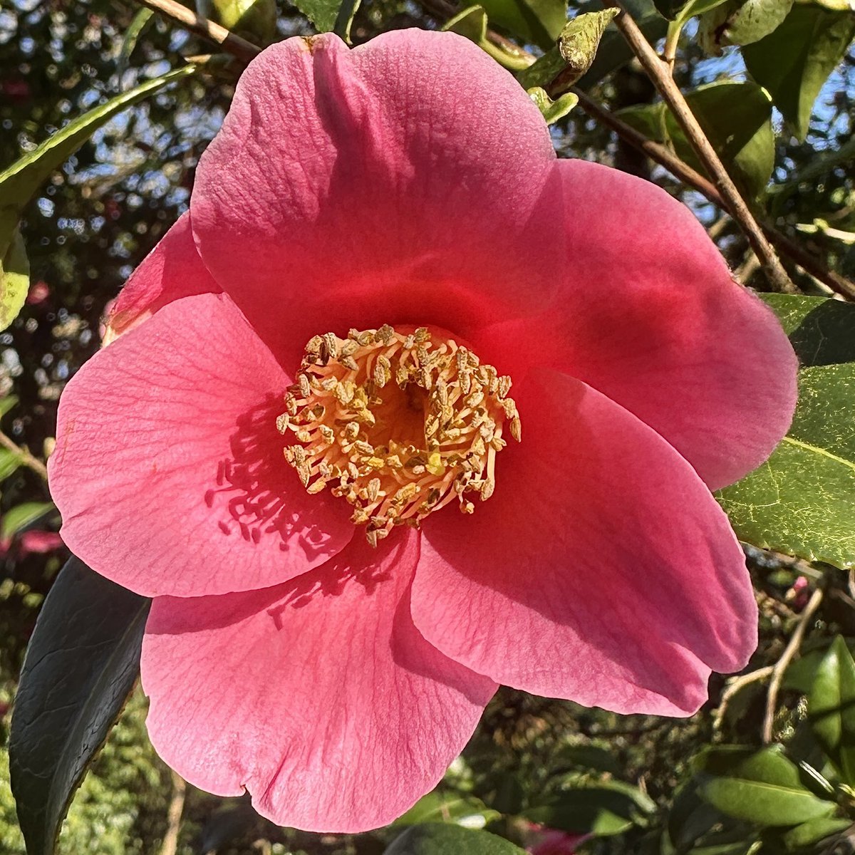 Camellia enjoying the sun as am I ☀️🩷🌸#Flowers #Gardening #FlowerHunting
