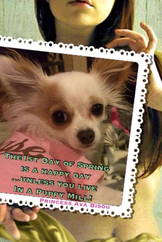 Princess AvaBisou tweet media