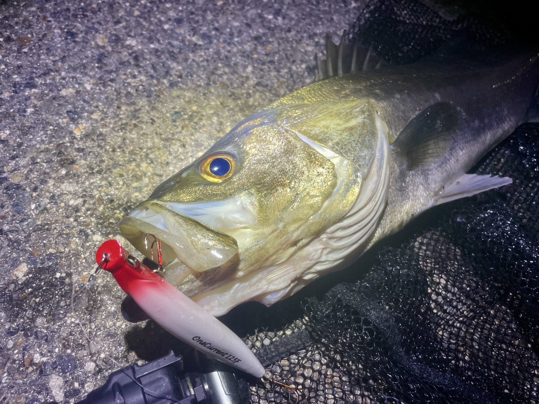 clover】🐟 (@CrossOver12_Abu) / X