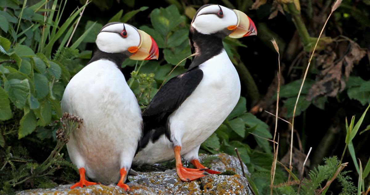 A perfect pair #puffins