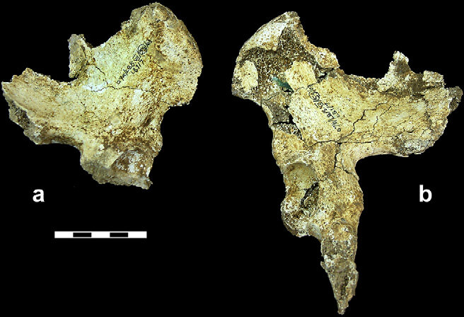 FossilHistory's tweet image. A delayed note to say I really enjoyed attending #AABA2025 last week! It will come as a surprise to absolutely no one that my highlights included celebrating 100 years of Australopithecus and the new looks at hobbit postcrania.
📸Jungers et al 2009