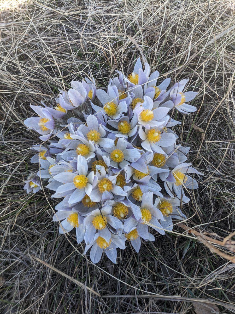 Happy First Day of Spring! Soon we will start to see flowers come out and birds return! 🙂🪻🦢
What are you most excited to see return/emerge after the Winter?
#FirstDayOfSpring #SpringEquinox