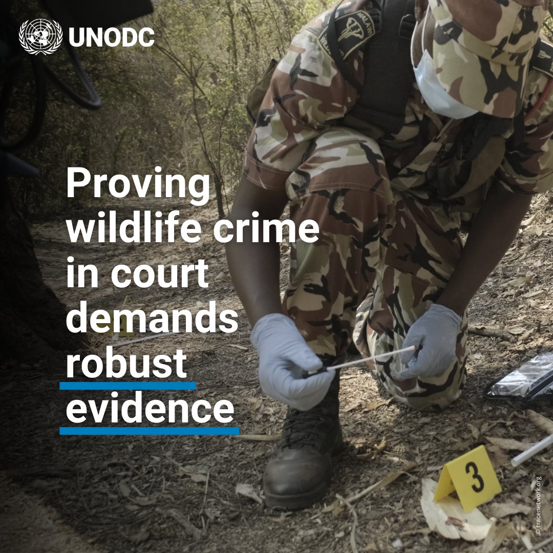 Wildlife crime often happens in remote areas, making it crucial for rangers to understand proper handling of evidence from crime scene to court.

UNODC’s train-the-trainer programmes help guarantee forensic evidence withstands scrutiny in court.

#EndWildlifeCrime