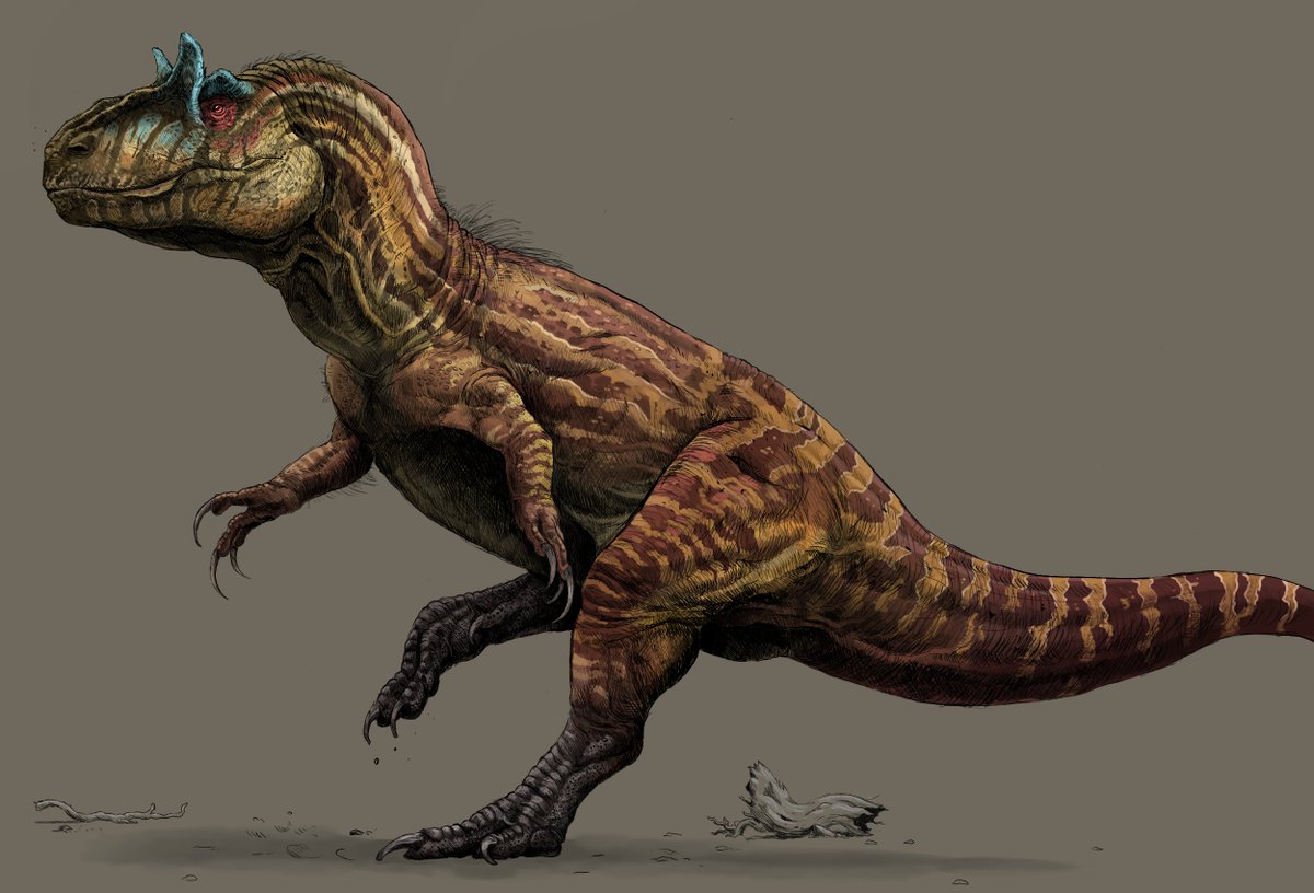 The executioner. ▀▄▀▄▀▄ 🥩 ▄▀▄▀▄▀
#Allosaurus #MorrisonFormation #Paleoart #art #paleontology.