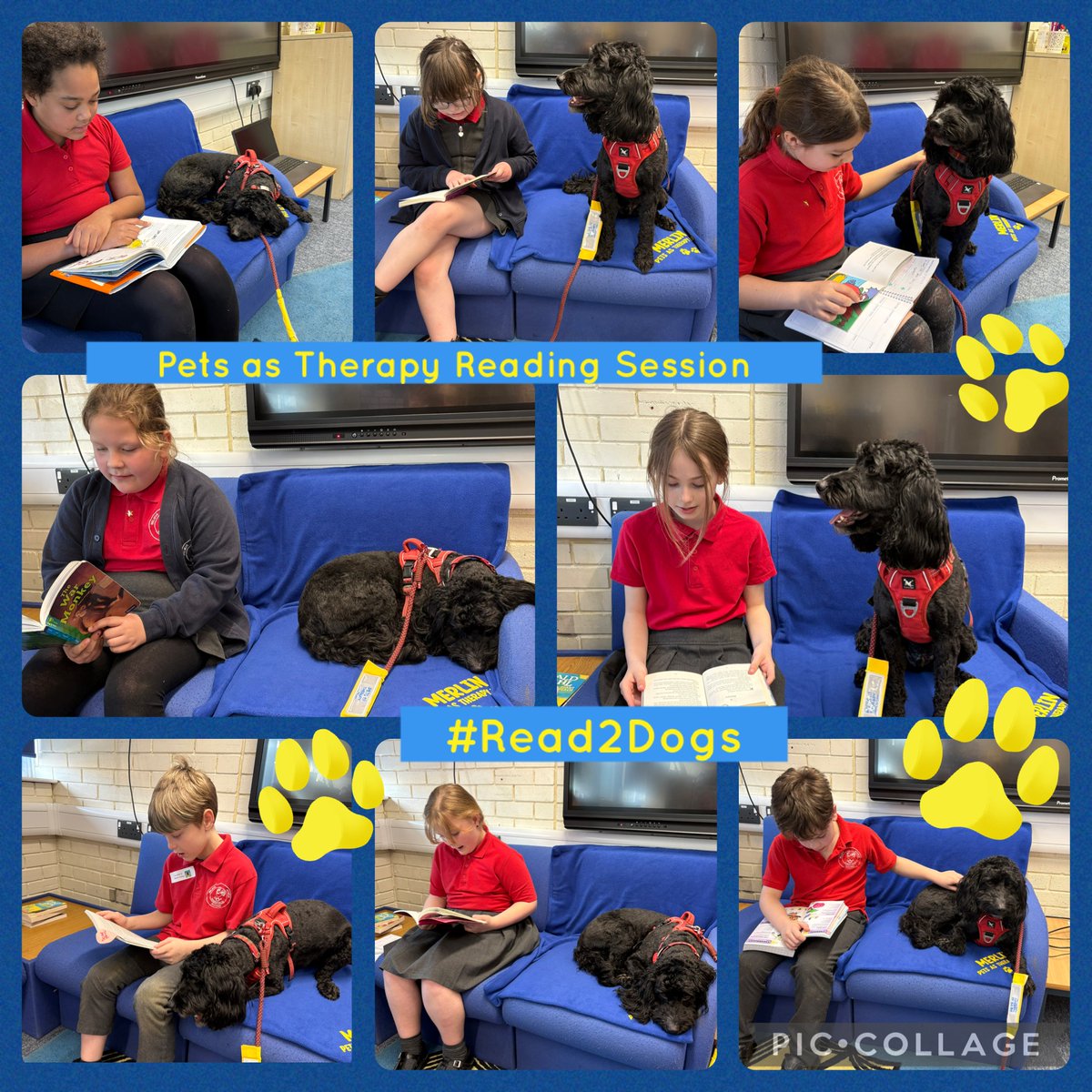 MasefieldCP's tweet image. Another fantastic reading session this afternoon! Some of our KS2 pupils read to Merlin. The children also got to give Merlin some treats and cuddles and he showed them some of his tricks in return! 🐕‍🦺❤️🐾 #read2dogs #petsastherapy #volunteerwork #favouritetimeoftheweek
