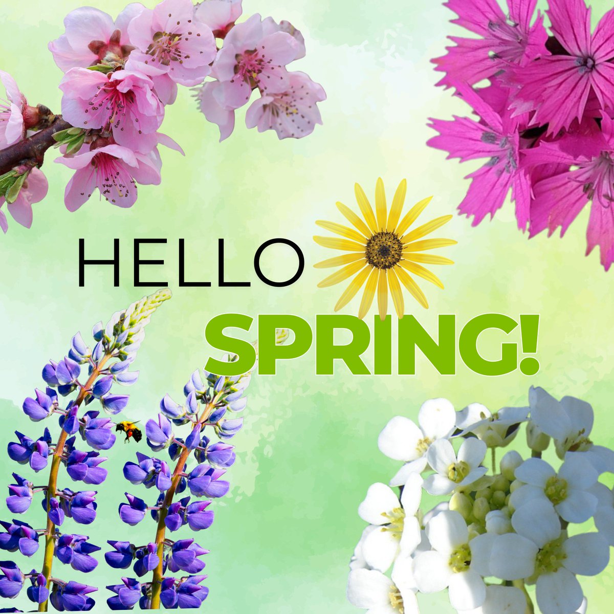 🌍 The March Equinox marks spring's arrival in the Northern Hemisphere! 🌷 We’re proud to have assembled the genomes of springtime blooms 🌸 High-quality assemblies unlock insights into plant biology, evolution, and traits like disease resistance, yield, &amp; climate adaptation 🌱