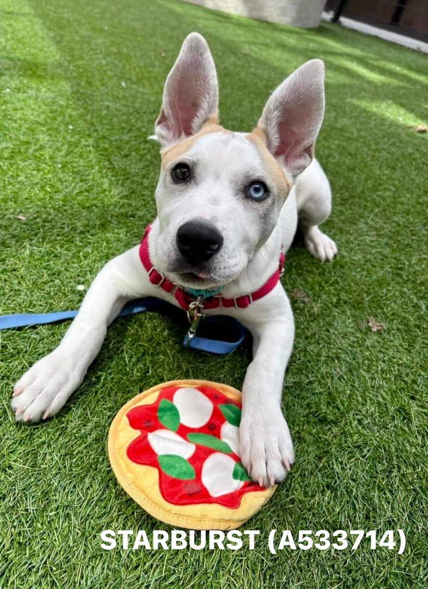 We're completely full of dogs (again…) Please delay surrendering dogs until after Monday, March 24.  We’ve been dealing with shelter overcrowding for the last few years and there is no easy fix.   You can help us tremendously by adopting one of our fabulous dogs!