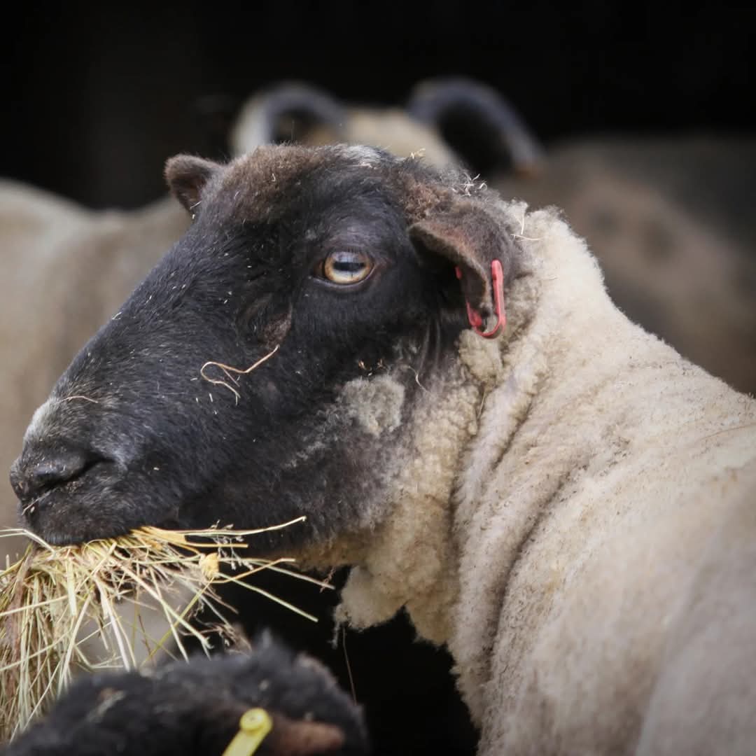 fars_sanctuary's tweet photo. ๐ #FARSQuoteOfTheWeek ๐
"We're mortals all, human & non-human, bound in one fellowship of love & travail. No-one escapes the fate of death but we can, with caring, make our goodbyes less tormented. If we broaden...our compassion, life can be less cruel." Gary Kowalski ๐๐๐๐ https://t.co/Dyp9J3h6yn