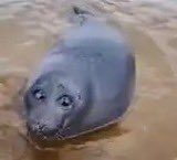 people when a cool popular character is actually more popular than the others