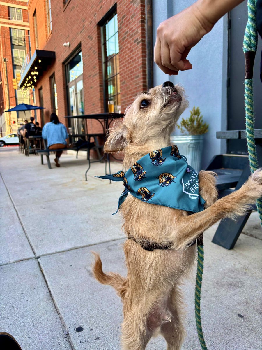 With this kind of weather you can bring your pup when you grab a pint! 🌞 
All the good boys and girls are welcome to Dock Street in our outside seating areas! 🍻 🐶 
And make sure to cop some Dock Street doggie merch 😎