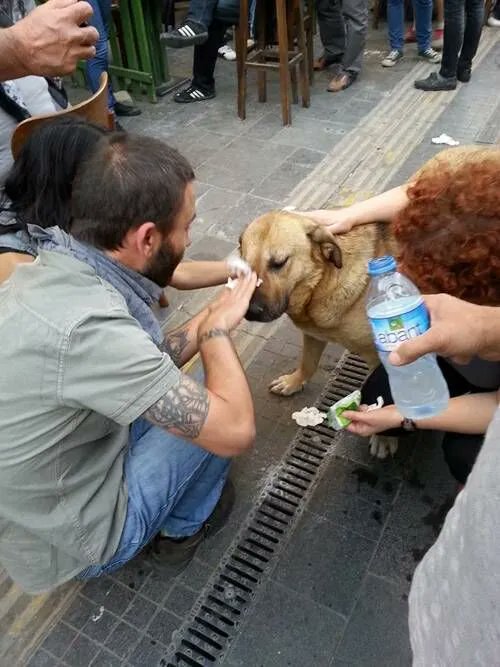 quibingambino's tweet photo. EYLEMLERE KATILAN POLITIK BILINCLI HAYVANLAR A THREAD🫶🏻 https://t.co/8jXdEdB1TE