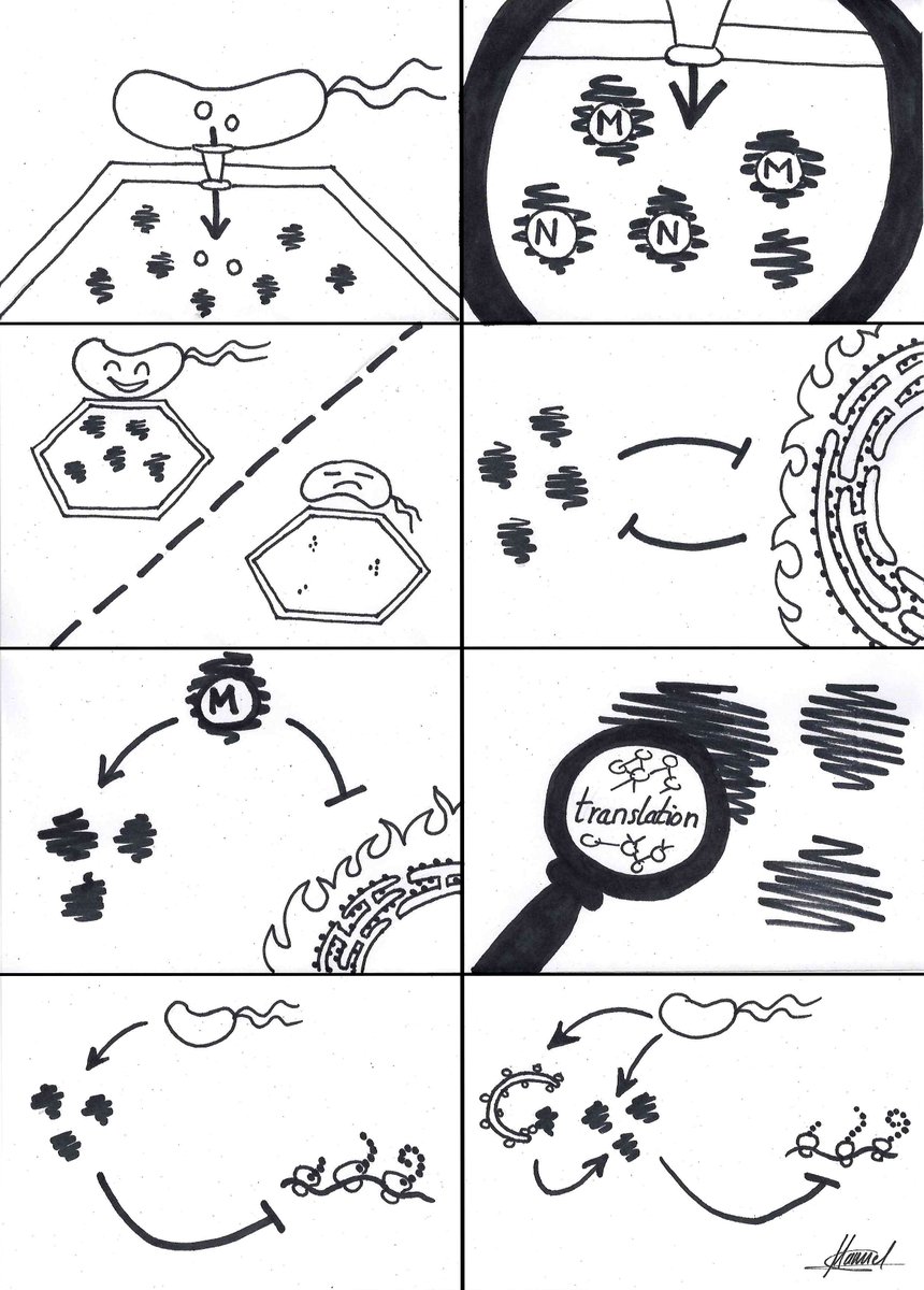 SuayibUestuen's tweet photo. A small #NewAndViews from #theustunlab on our recent findings by @manugonfu
and Co. how bacteria manipulate host translation! Enjoy reading it!
https://t.co/dF8UT3fRts https://t.co/7MxDelaaW4