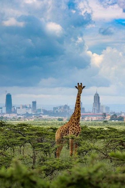 MsafiriSpace's tweet photo. Ready to explore Kenya on your terms? Get your hands on our 7-Day Kenya Adventure Itinerary, tailor-made for solo travelers and groups who love self-exploration!
https://t.co/VD76nu1RE5

📍 Inside this guide, you’ll find: https://t.co/TB4ssqBJav