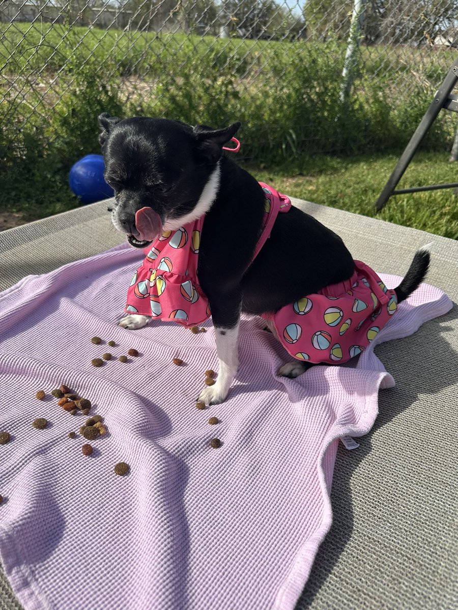 Cheyenne is trying to get bikini ready but these treats are way too yummy. We get you girl! 

About our model: adoptable Cheyenne is a 4 year old chi x (maybe part potato?) who is currently working on her winter weight and building a fabulous wardrobe.