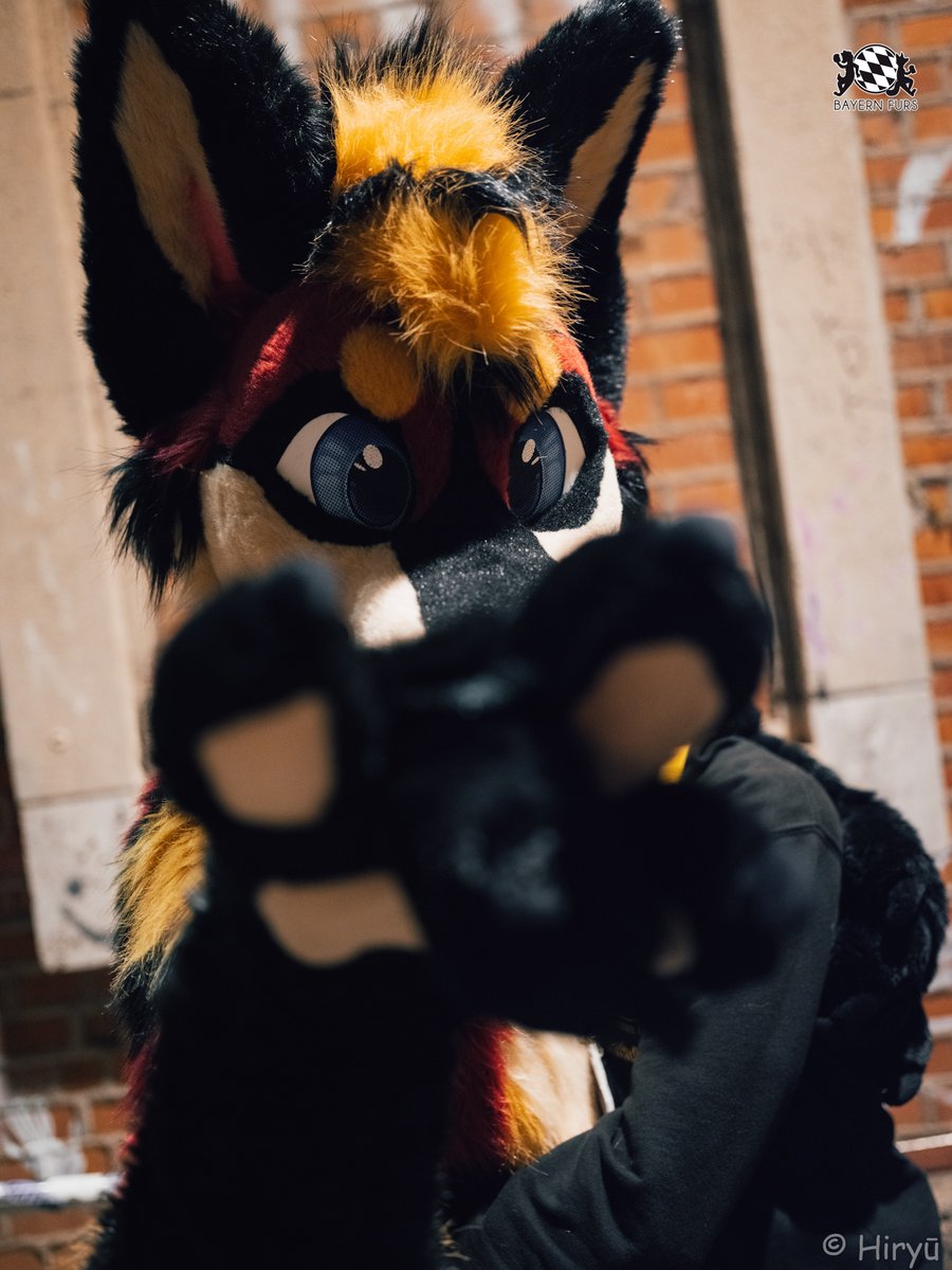 "I am going to grab you for cuddles later :3"

#BFD13 #FursuitFriday

🐺 <a href="/Panchi_Wolf/">Panchi 🔜 Furrizon🔜EAST</a>  
📸 <a href="/HiryuTheDragon/">Hiryū</a>  

Ihr wollt uns unterstützen? Super!
Dann hier entlang, unter
bayern-furs.de/ueberuns/verei…