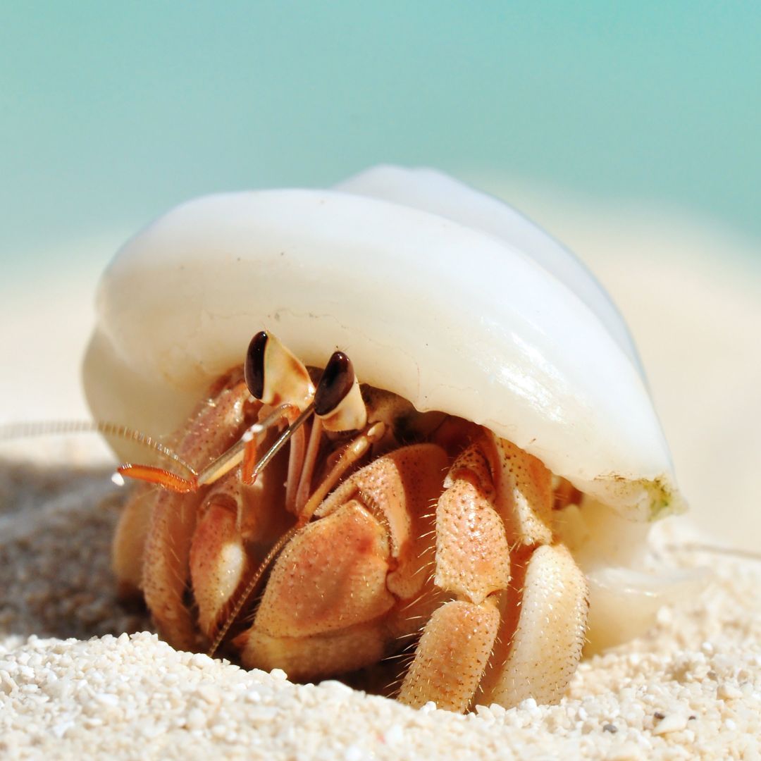 CrustaceanCompassion tweet media