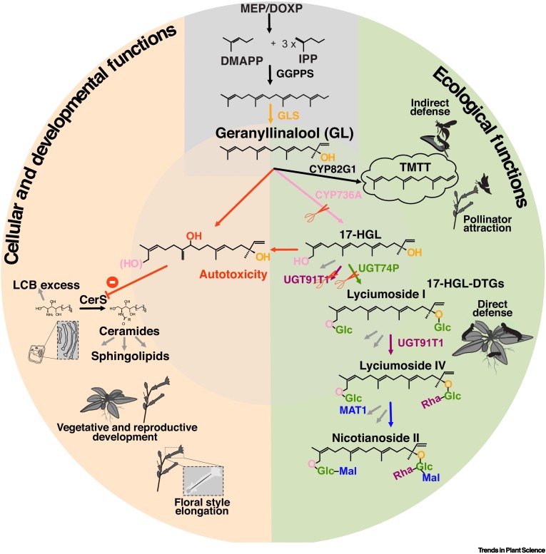 Evolution of plant specialized metabolites: beyond ecological drivers dlvr.it/TJf01h #plantscience