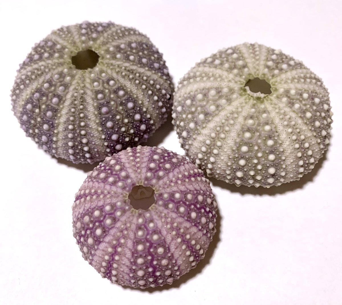 いいの見つかった！めちゃいい
赤ウニはめったに出会わないのにきれいな3色でとても嬉しい