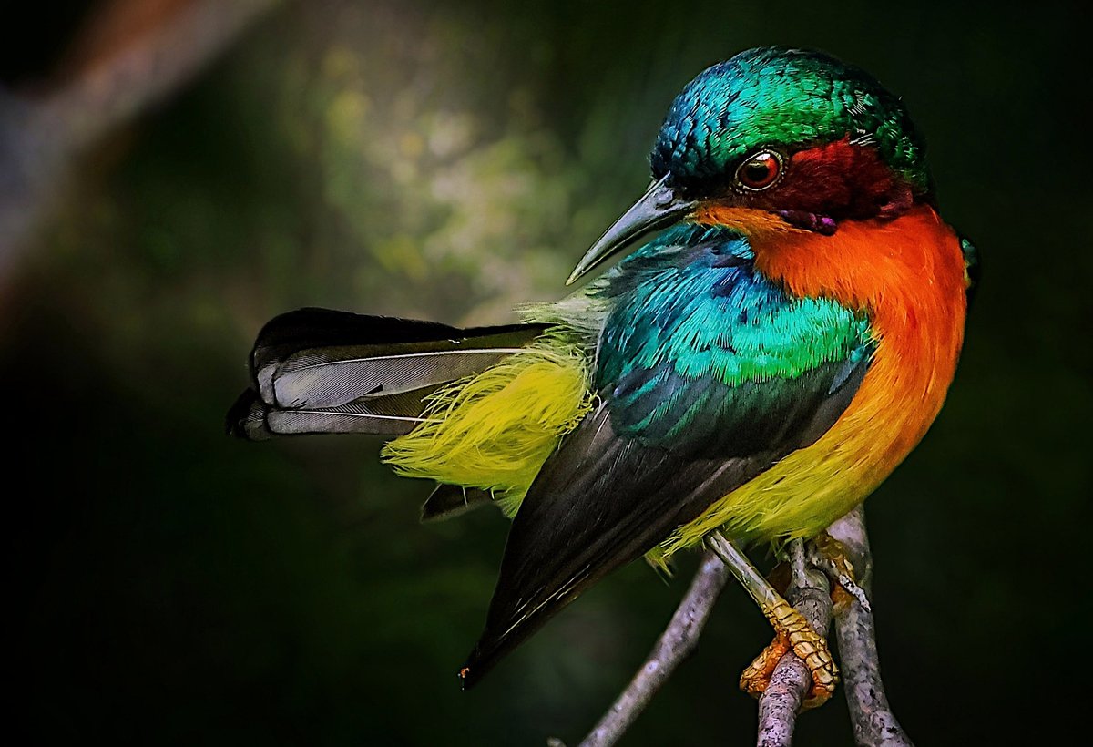 When your outfit is a masterpiece of nature🎨: Ruby-cheeked sunbird (Chalcoparia singalensis) showing off its dazzling plumage. Who needs a stylist when you're born this fabulous? ✨🌈🐦 Photo: Alan Jefry. #Borneo #Biodiversity #Wildlife #Birds #Birding #BirdsSeenIn2025