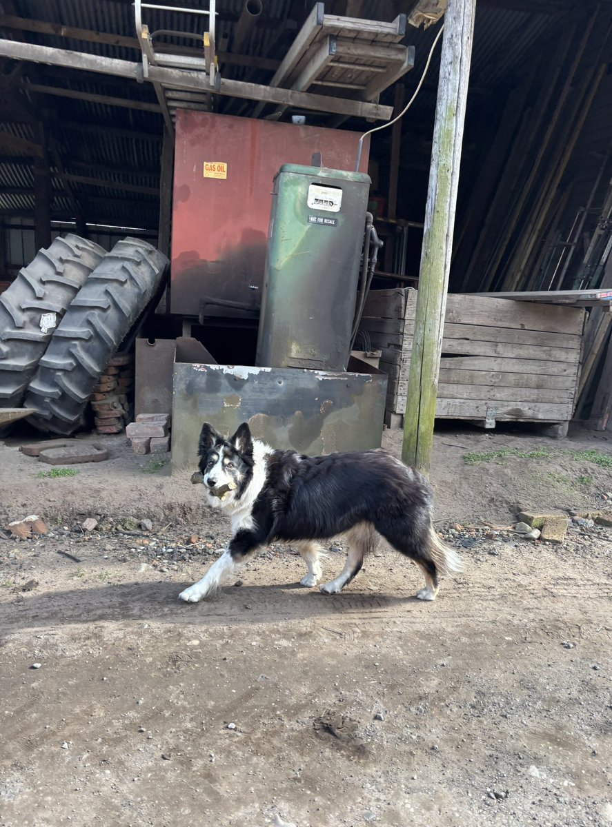 Puppy Bess and Auntie Kes tweet media