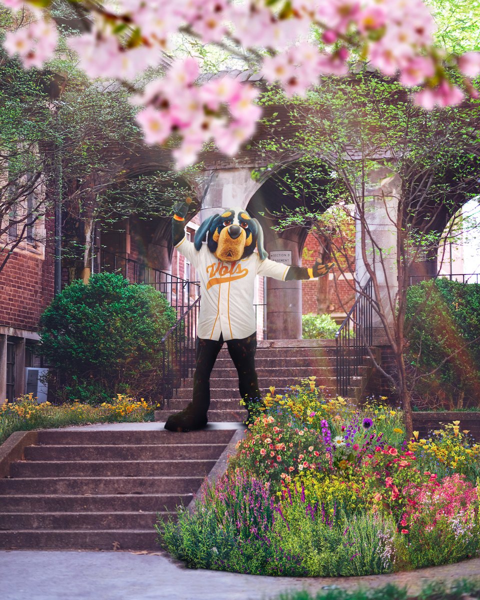 Vol_Sports's tweet image. Spring has sprung on Rocky Top 🤩

Happy first day of spring, #VolNation!