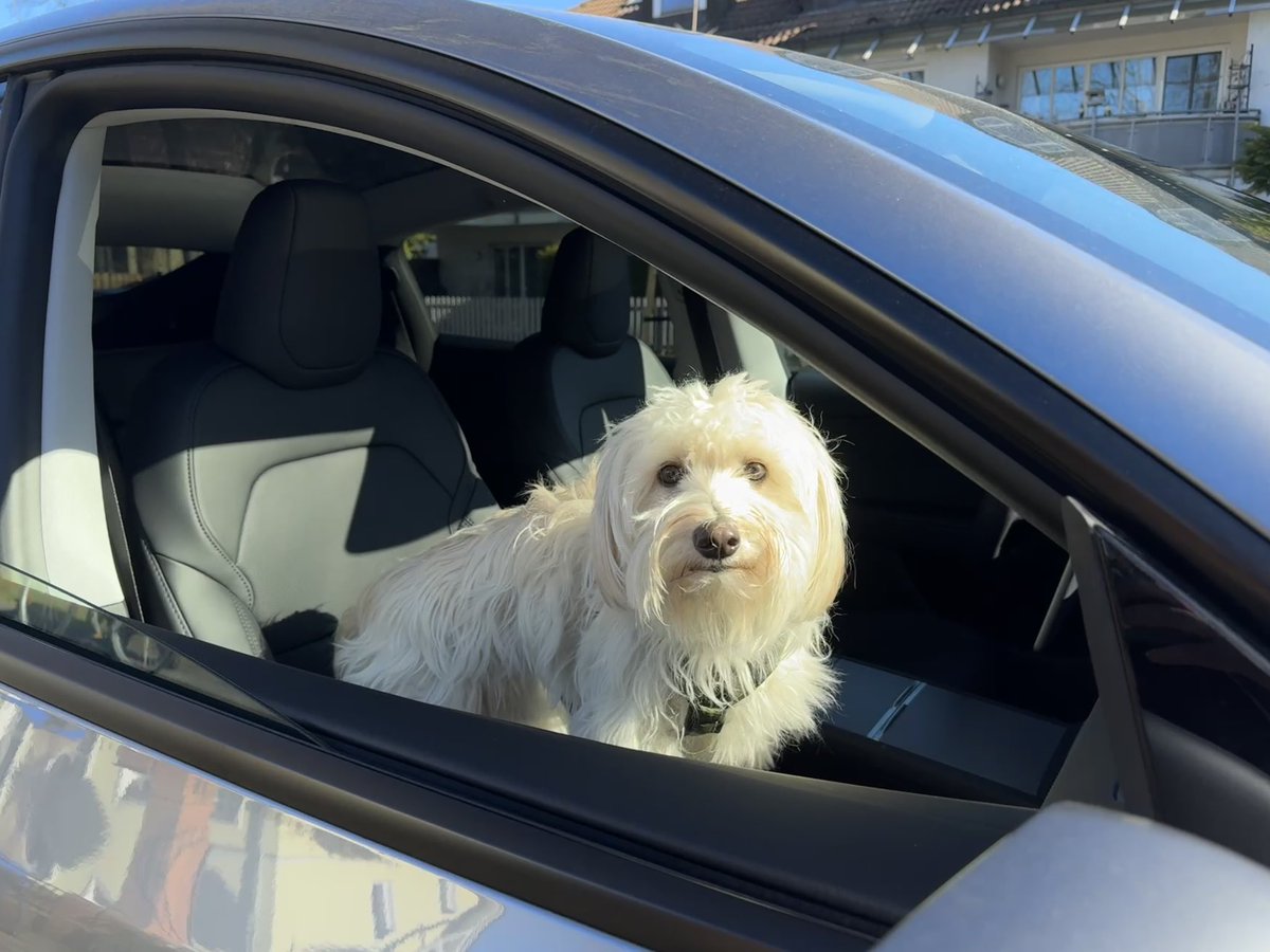 Alexander_W_B's tweet photo. @teslaeurope Already done, but can't find dogmode today? Still available? https://t.co/p8FmMqCzn7