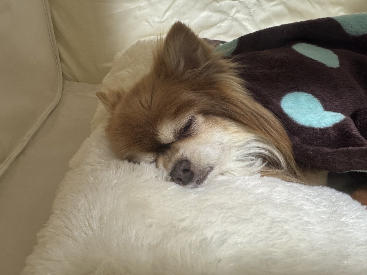 osakajp8's tweet photo. 今日の琥太郎🐶
ハァハァと息苦しそうなので株式会社LAINGSさんに問い合わせをして、自宅に酸素室を設置してもらいました🏠🐶💤
丁寧な作業&説明に感謝です🙏😌
今日もお疲れ様でした🍵
#ペット用酸素室 #酸素濃縮器 #LAINGS https://t.co/1V4rLxwrGO