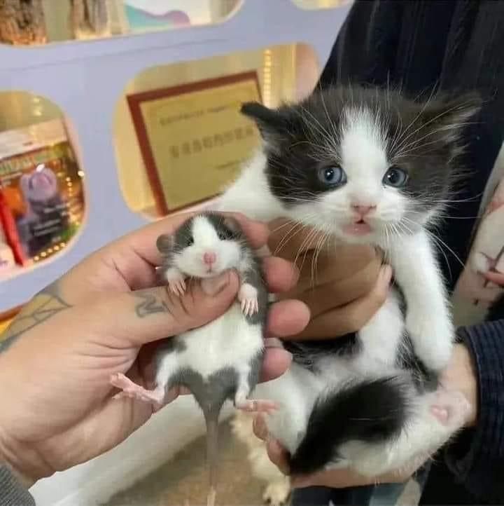 same same... but differenttt