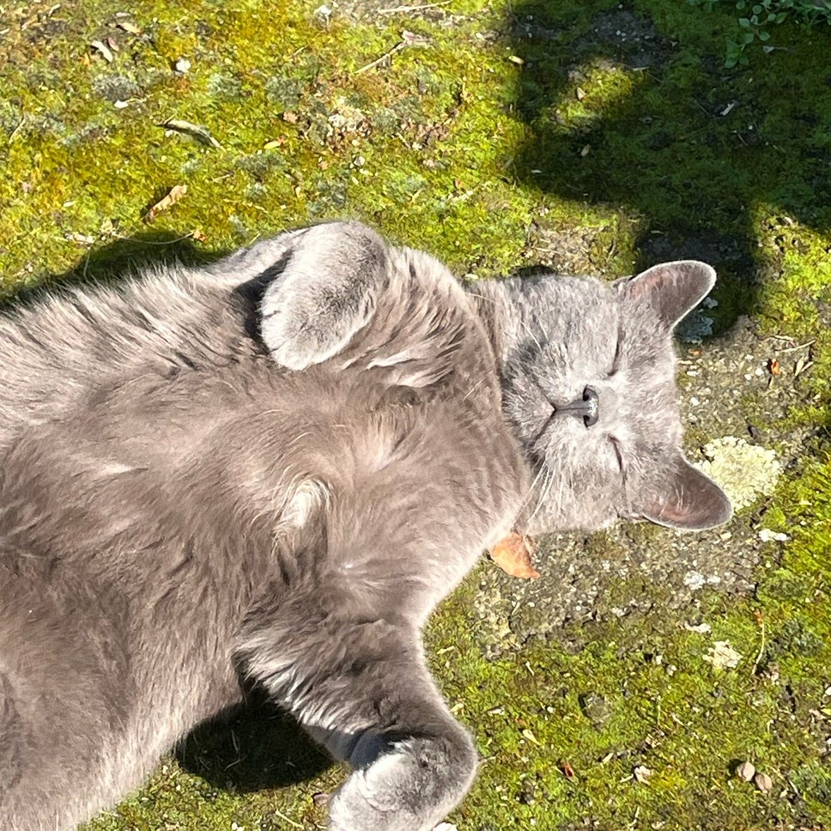 sviublokade_fdu's tweet photo. Mi pre i posle vaših zastrašivanja 💚 https://t.co/ireetKG5yr