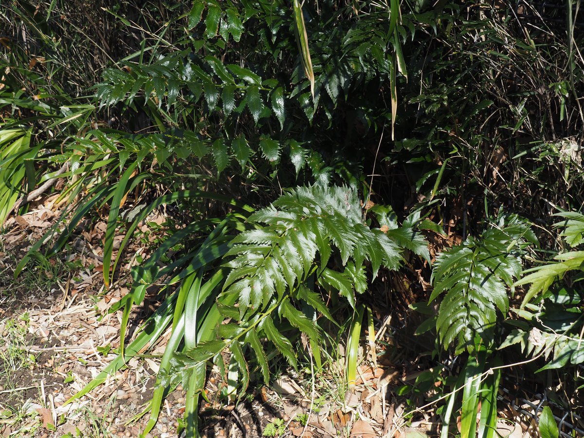 獅子葉ってやつ？この株だけ異様に切れ込みが深かった