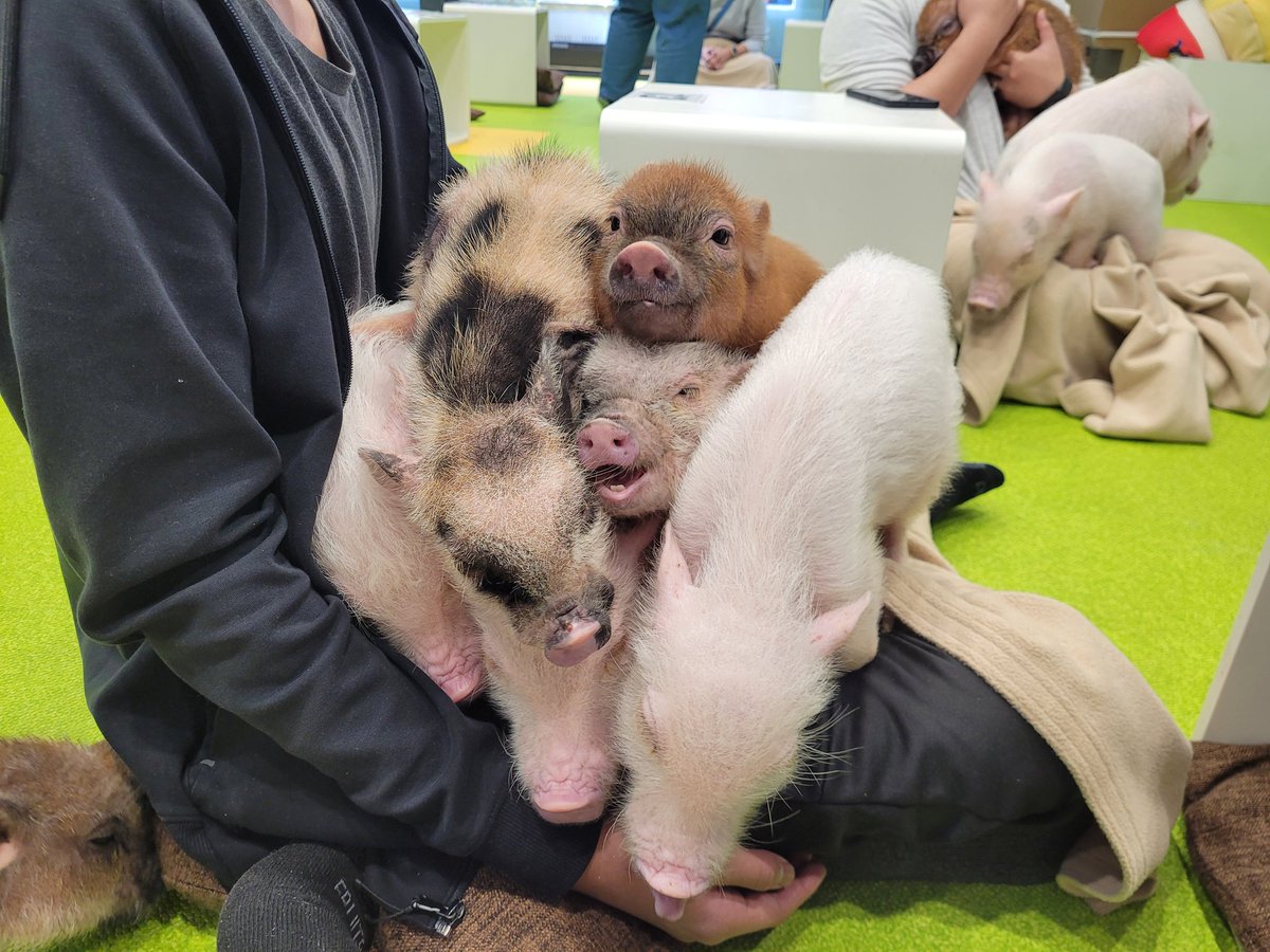 Revy_C's tweet image. Japan day 6

Playing with baby micro pigs and otters in Harajuku. Resisting the urge to spend my life savings at the Capcom and Nintendo store. VISITING KAMUROCHO I mean... Kabukicho