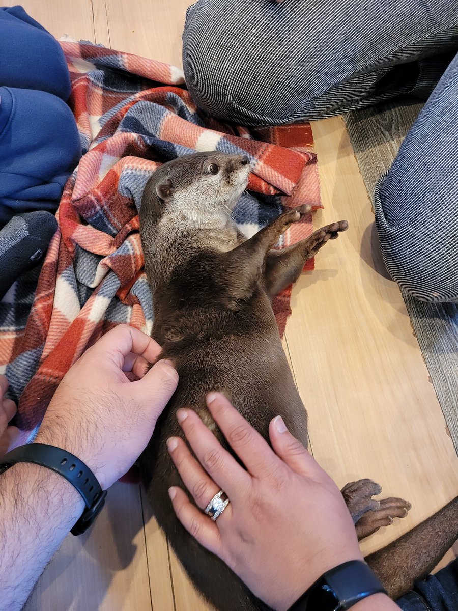 Revy_C's tweet image. Japan day 6

Playing with baby micro pigs and otters in Harajuku. Resisting the urge to spend my life savings at the Capcom and Nintendo store. VISITING KAMUROCHO I mean... Kabukicho