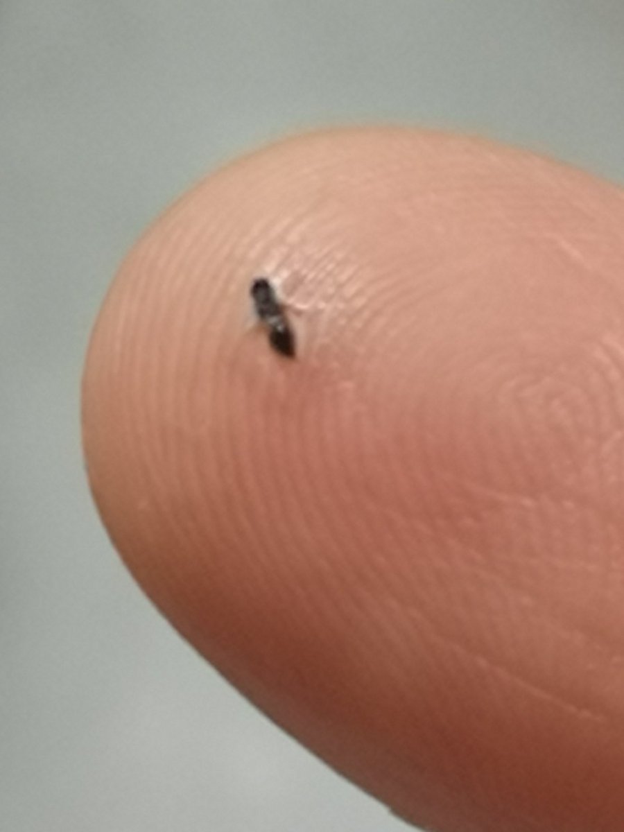 lahavle89's tweet photo. @BD_GUT_HEALTH hi, my kefir came with a fly / insect. I have been a customer of yours for a long time and this is disappointing https://t.co/JMZGxkQg3f