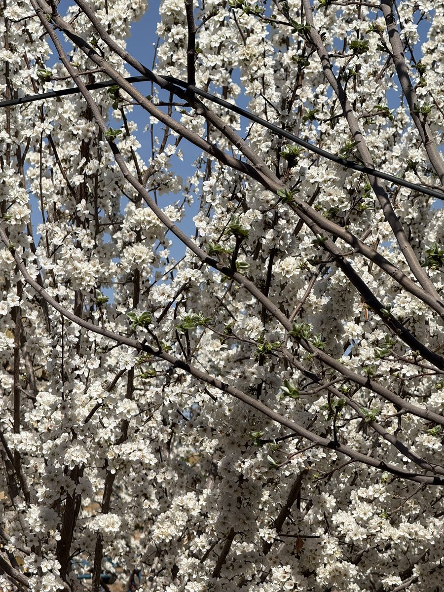 شکوفه های درختای باغمون
بهار قشنگ❤️😍
