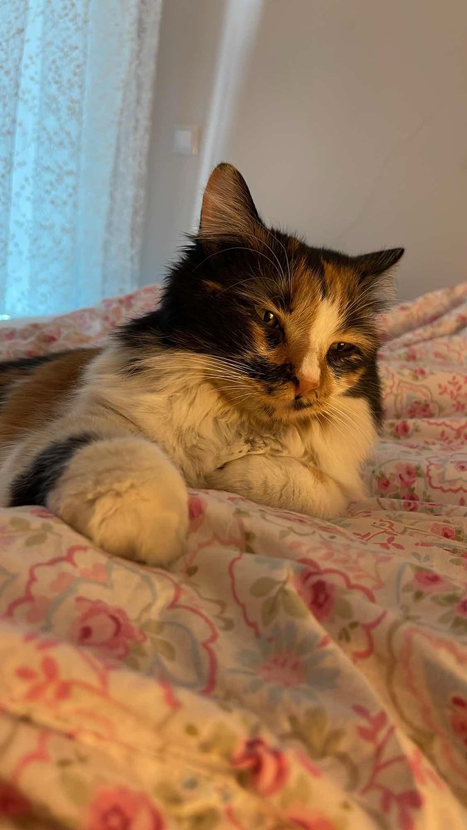 Kayıp İlanı!  
KEDİMİZ ZIPIRNUR KAYBOLDU
Ekleyen: Neslihan Bayramoğlu
Ankara - Etimesgut - Altay
kayiphayvanlar.com/detail/463
#kayıp #kedi #köpek #kayıphayvan #kayıphayvanlar