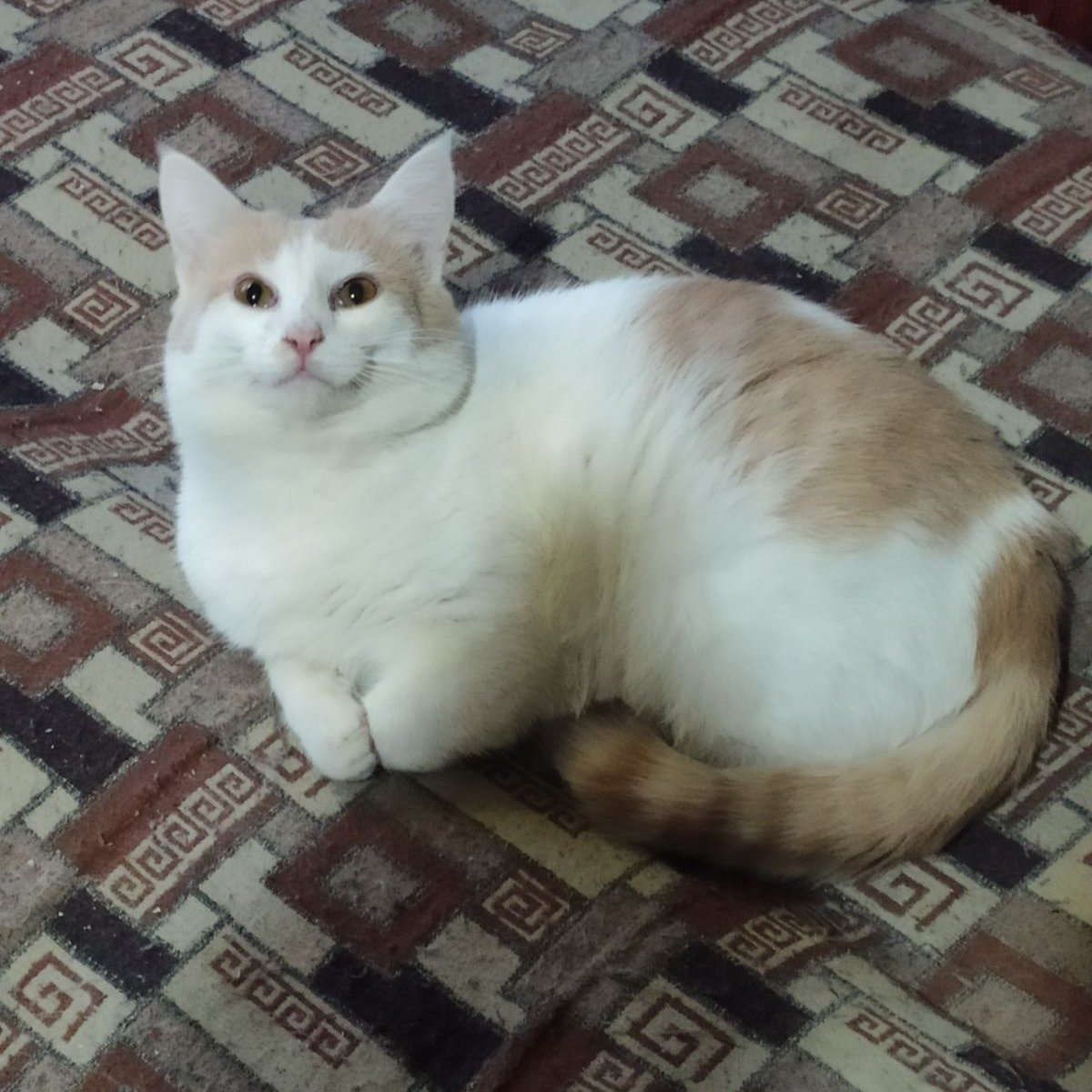 Смотрите-какой Беляшик справный котик вырос!