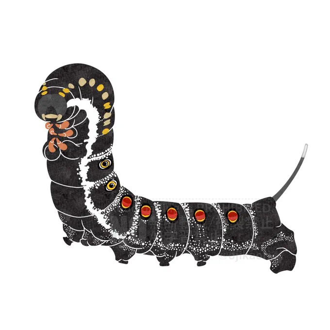 #世界スズメの日セスジスズメモモスズメキョウチクトウスズメオオスカシバ(スズメガ科) 