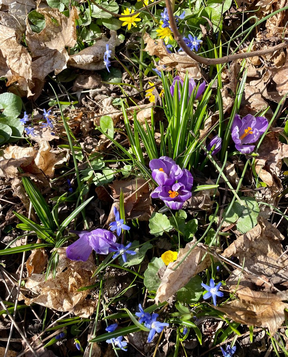 Happy Nowruz! The Solidarity Committee for Afghanistan, formerly known as the Swedish Committee, starts the new year on Bluesky. We're still Svenska Afghanistankommittén in Sweden and we remain committed to supporting the Afghan people. Follow bsky.app/profile/sak.se for updates!