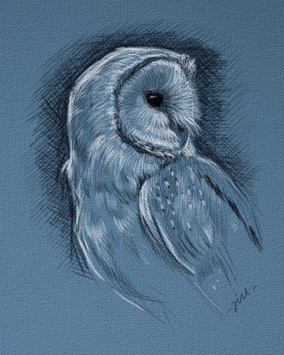 Anyone fancy a few barn owls today?!! It seems I've drawn and painted a fair few of them over the years... and will no doubt create a few more soon!! Aren't they just the most wonderful birds! 🥰 🦉 ❤️