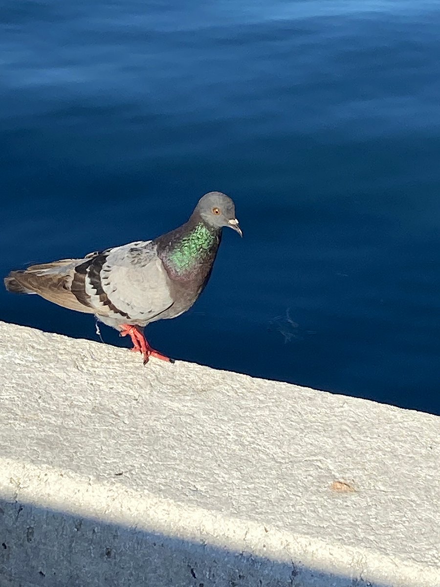 Please join us Friday, March 21st, for our early bird cleanup from 8-9 a.m. This week we’re cleaning up Kennedy Drive and North Roosevelt. Meet at the H&amp;R Block parking lot. Thank you for helping keep Key West beautiful! #keepkeywestbeautiful #KeepAmericaBeautiful 🌴🌻